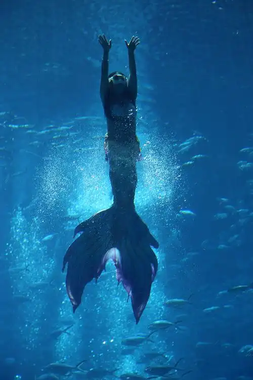 美人鱼图片图片