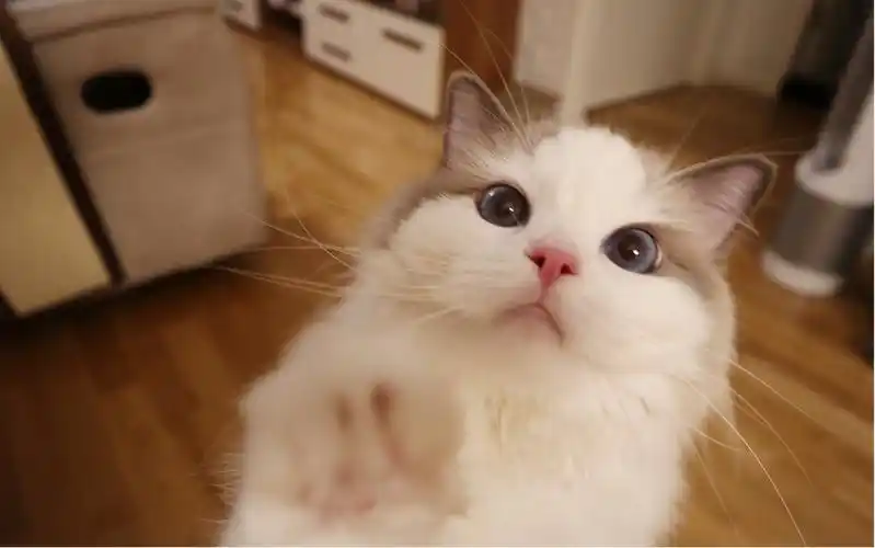 【布偶猫】一只灵活的小胖纸~看我旋转跳跃