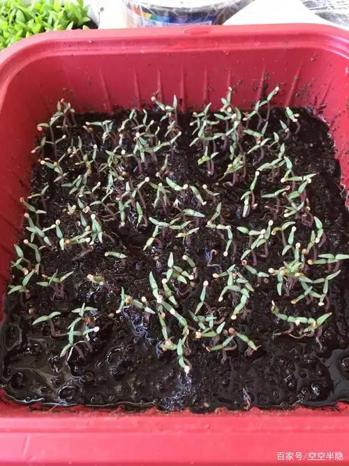 真实:火龙果苗的生长阶段,好可爱!