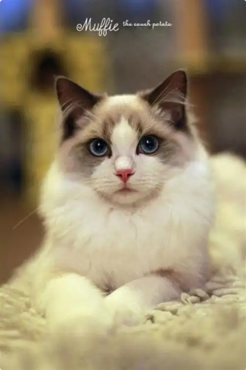 布拉多尔猫超萌可爱手机壁纸