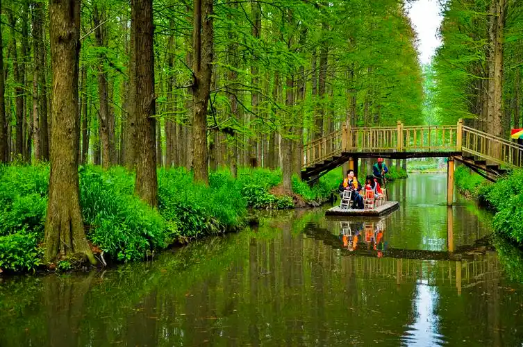 江苏兴化水上森林公园