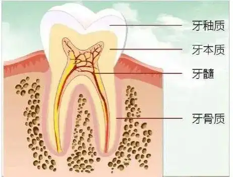 牙釉质发育不全有什么危害?