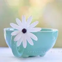 微信唯美女头像意境点击鼠标右键下载