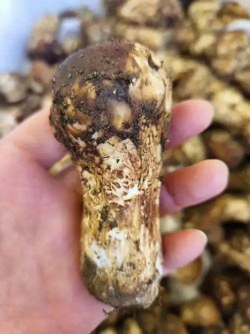 菌中之王松茸