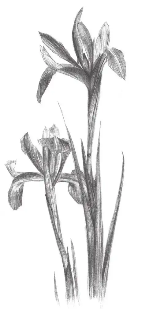 素描紫罗兰的绘画教程