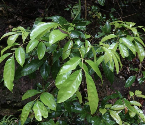 p>少叶黄杞(学名: i>engelhardtia fenzlii /i> merr.