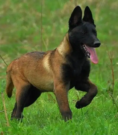 满月小马犬价格淄博哪里有卖马犬的