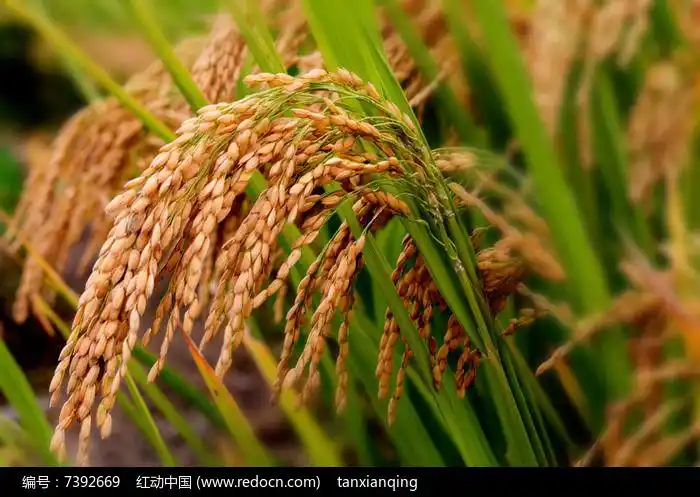 成熟的水稻近距摄影图高清图片下载_红动中国