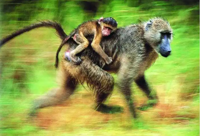 人类从猿猴进化至今,尾巴为何没有了?答案完全超乎预料