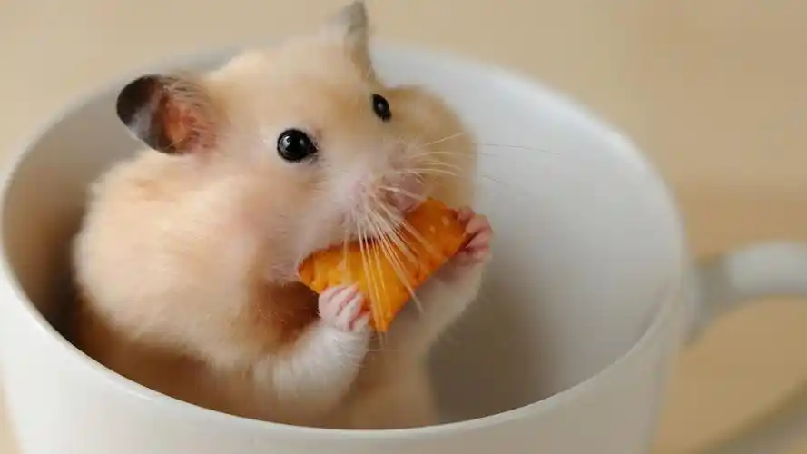 一只偷吃饼干的可爱呆萌调皮小仓鼠