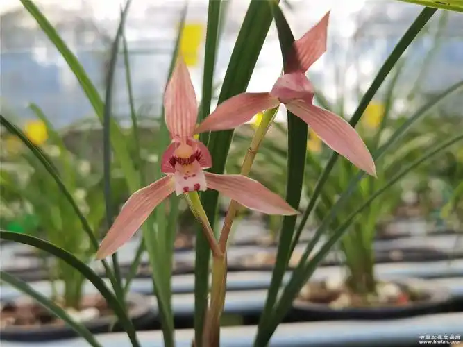红豆 开花啦!-春兰篇-中国兰花交易网社区