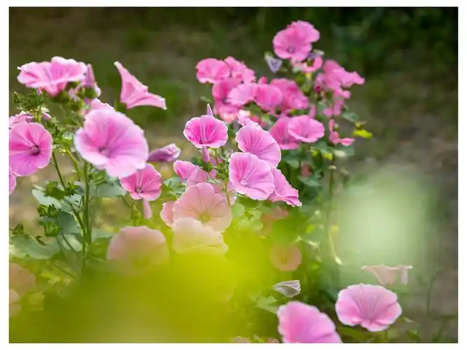 其它 美丽的花葵 写美篇  花葵为锦葵科,花葵属