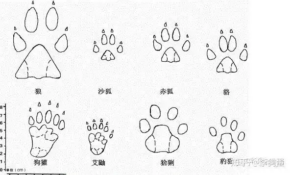 能看出来这是什么动物的脚印吗?