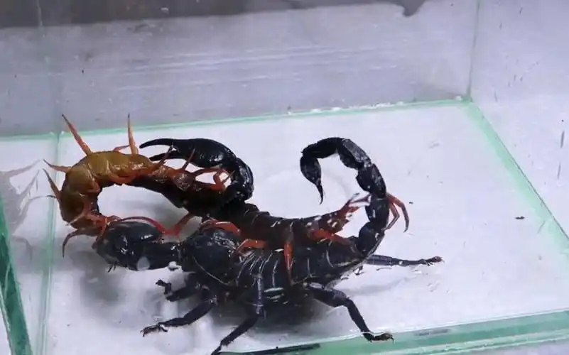 五毒之战 02 蜈蚣vs蝎子 谁的毒更厉害?