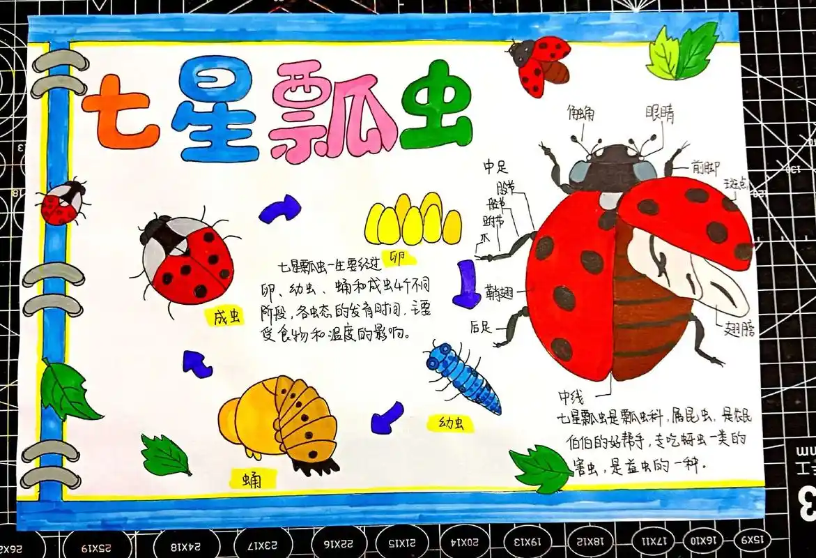 七星瓢虫手抄报简单.#创作灵感 七星瓢虫手抄报简单模板来啦# - 抖音