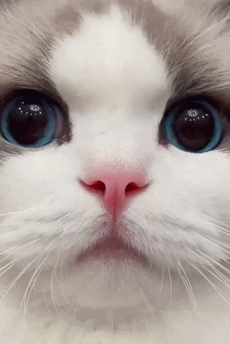 布偶猫美貌100000智商200000