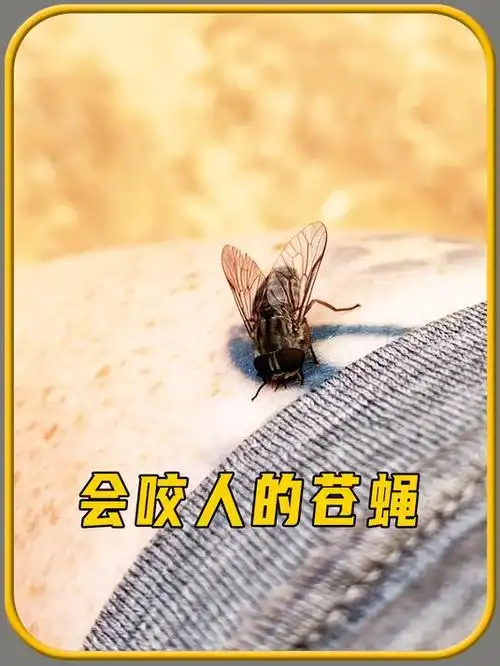 你知道什么样的苍蝇,会咬人吗,有点意思!