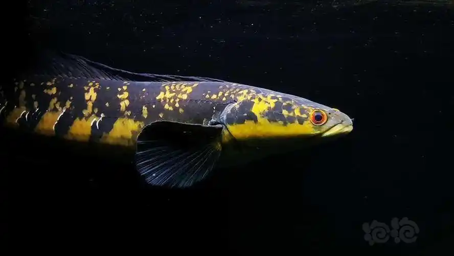 雷龙雷龙鱼是越看越喜欢