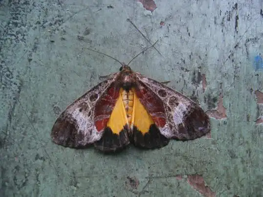 p>平嘴壶夜蛾, i>oraesia lata  /i>butler,鳞翅目 a href="#">夜蛾