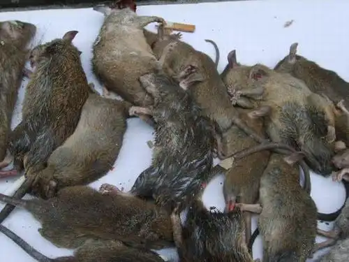 黄冈杀老鼠┃黄冈灭虫害