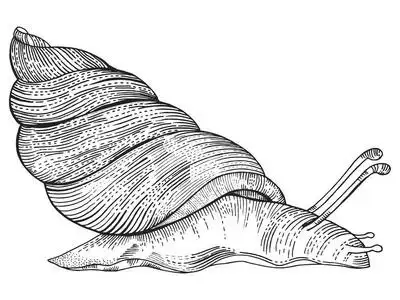 蜗牛矢量图图片