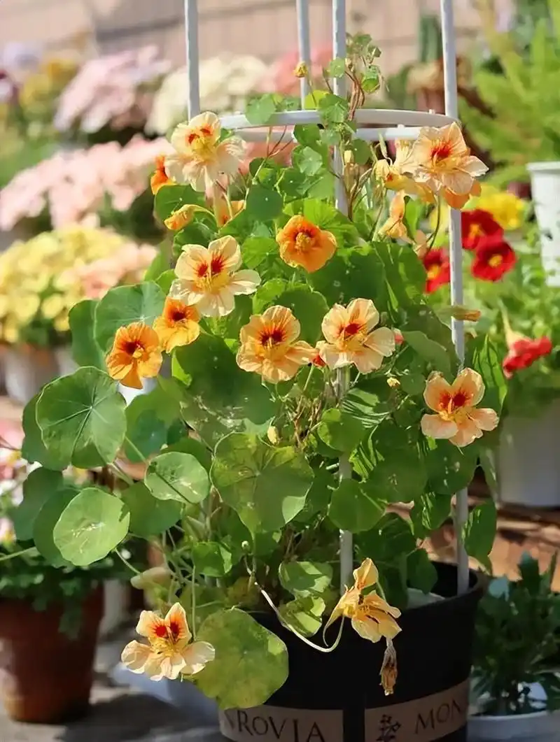 垂吊种植的漂亮花 现在喜欢养花的朋友越来愈多,大家看到好看的花卉都