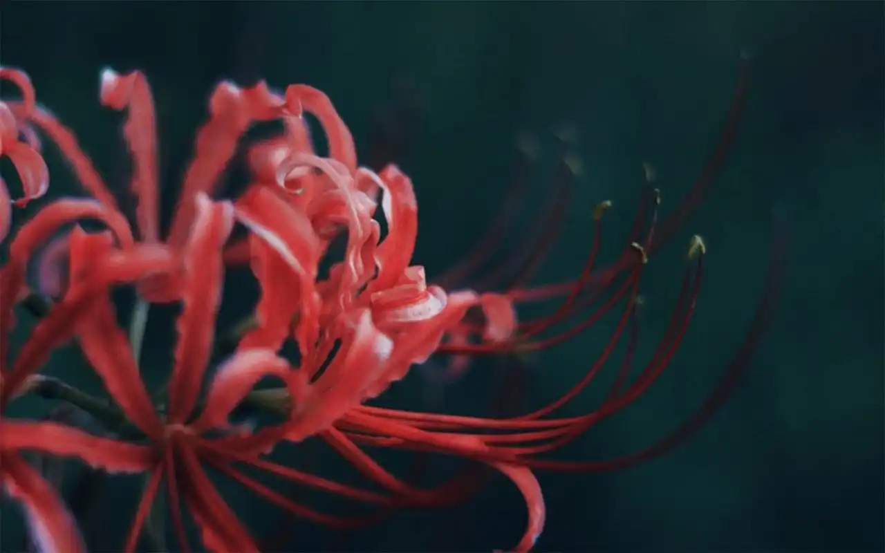 唯美彼岸花护眼高清桌面壁纸