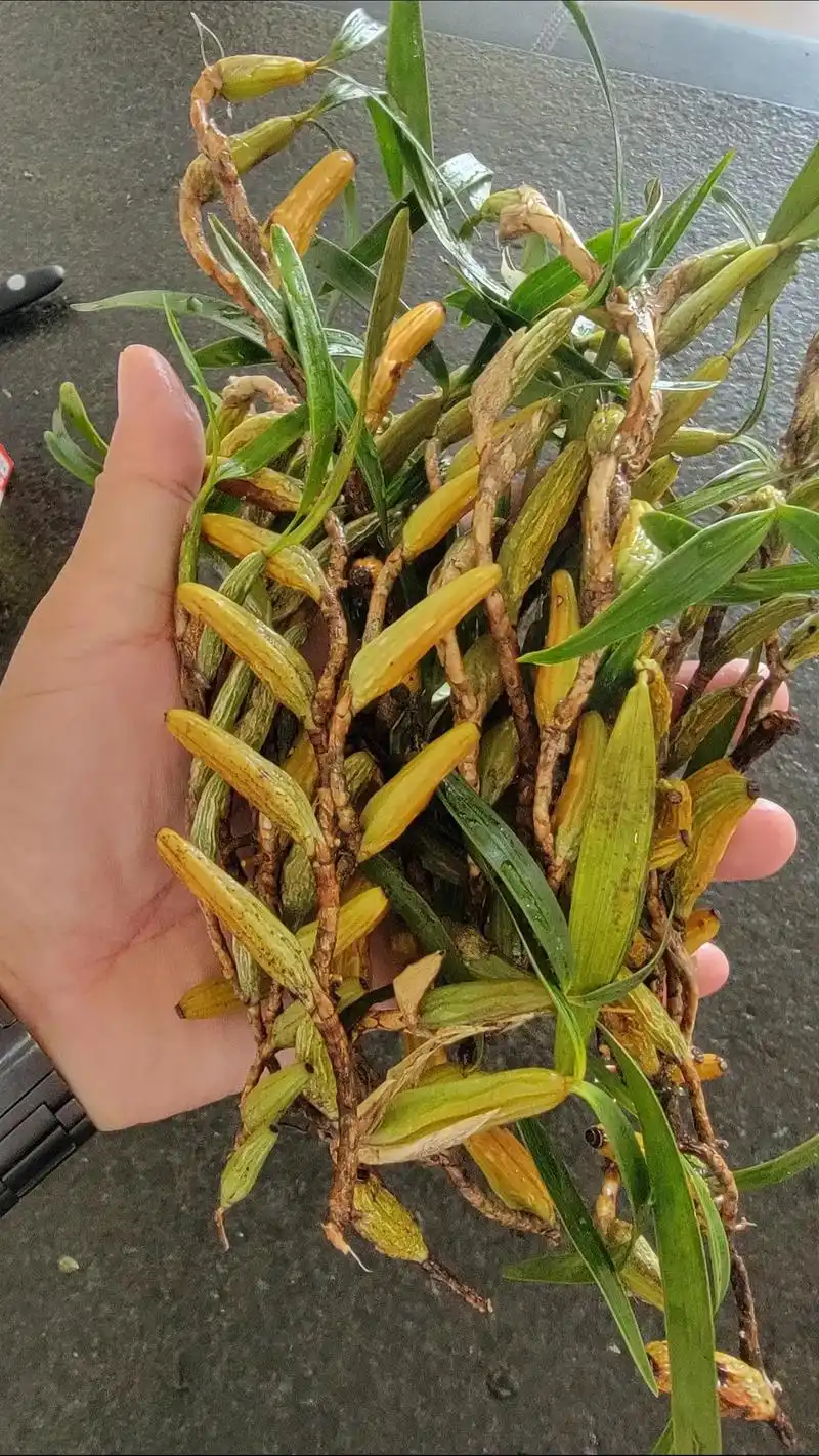 食疗-野生石橄榄,野生山鸭梨,青橄煲猪肺.清热生津润肺,化痰 - 抖音