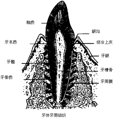 【转贴】【执业】组织病理:第一单元 牙体组织复习笔记