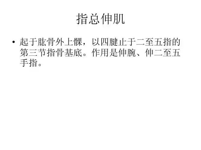 指总伸肌   起于肱骨外上髁,以四腱止于二至五指的 第三节指骨基底.