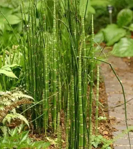 节节草是什么医生老人用它泡脚或可以解决多年的老问题