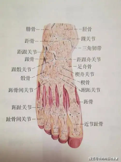 了,但你一定会看到很多人都上身穿着羽绒服,下身穿着单裤露出一截脚踝