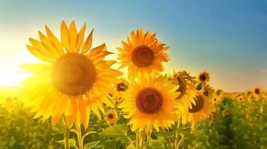 学会爱自己,天天好日子