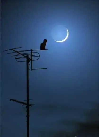 茕茕孑立的意思茕茕孑立形影相吊什么意思