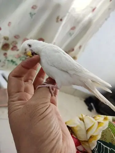 出一只白色小鹦鹉5个月小母白色很少见手养