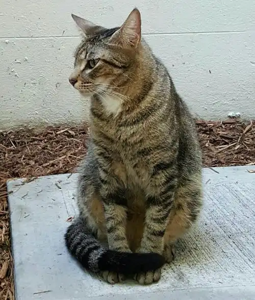 海明威故居的六趾奇猫