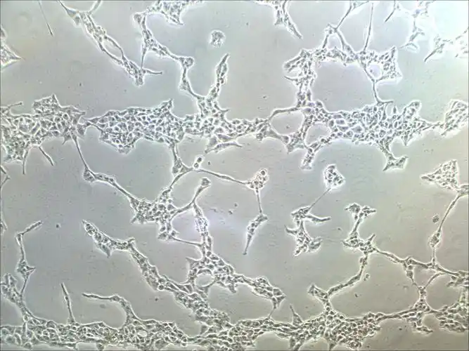 l02人正常肝细胞