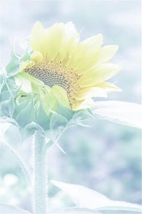 夏日唯美小新清向日葵高清手机壁纸下载(二)