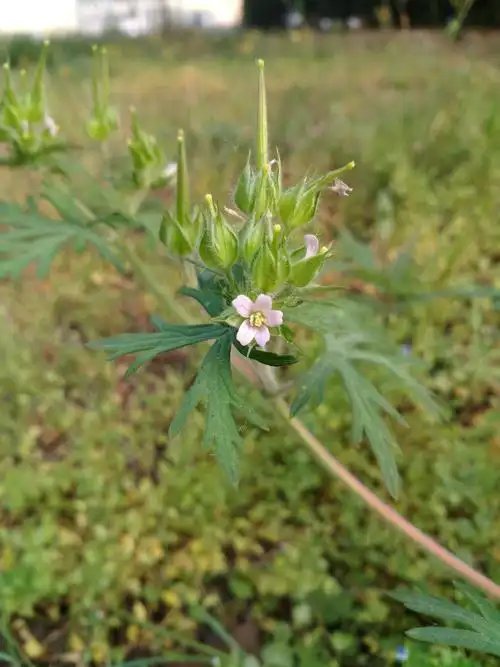 野老鹳草