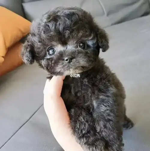 成本价出售灰泰迪幼犬(坐标上海)