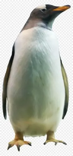 企鹅王下载-漂亮企鹅png图片素材免费下载_图片编号352977-png素材网