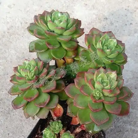 多肉植物 蒂亚 绿焰 单头/多头老桩 根系好 一物一拍