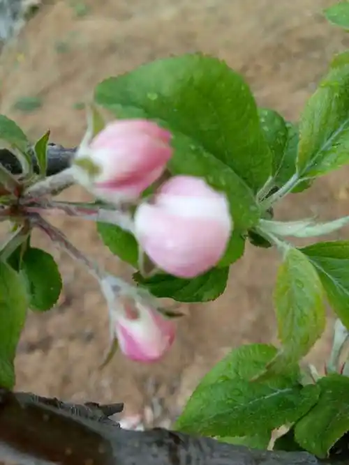 红富士能够自花授粉吗_措施有哪些_百科知识-幸福起航