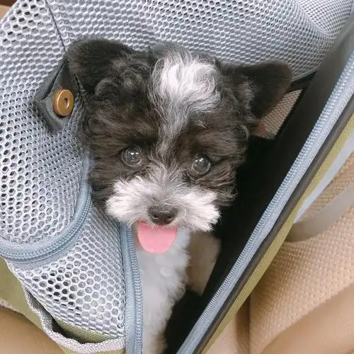 黑白花飞耳泰迪