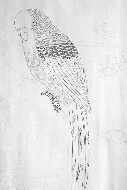 虎皮鹦鹉设色步骤