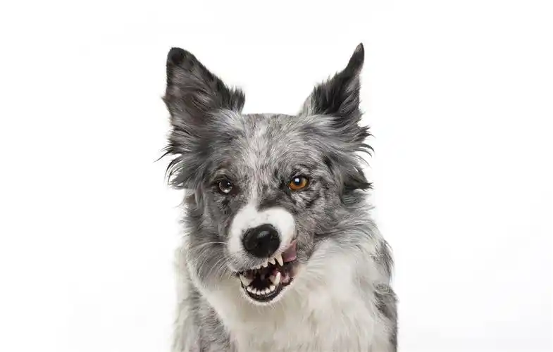 龇牙凶狠的狗狗摄影图片