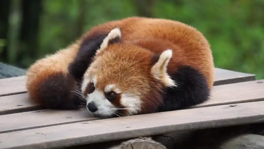 【小熊猫】——小能在不开心什么?