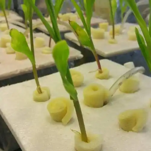 玉米水培老叶枯萎