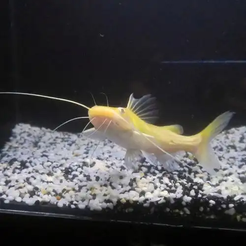 金丝猫活体黄金招财猫大型热带鱼观赏鱼混养龙鱼配鱼包鱼