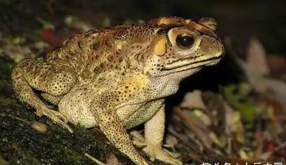 宋代的一位医生买了只白蟾蜍第二天就离开了家他再也没回来